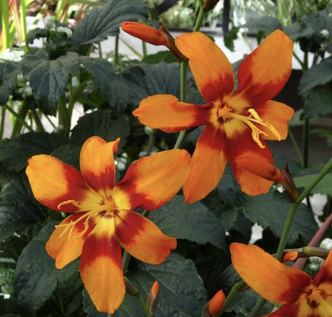 Crocosmia ‘Emily McKenzie’