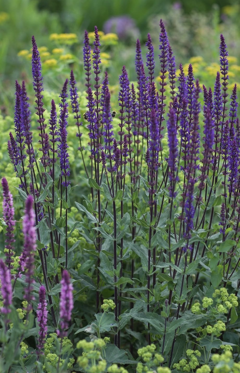 Salvia nemorosa ‘Caradonna' 