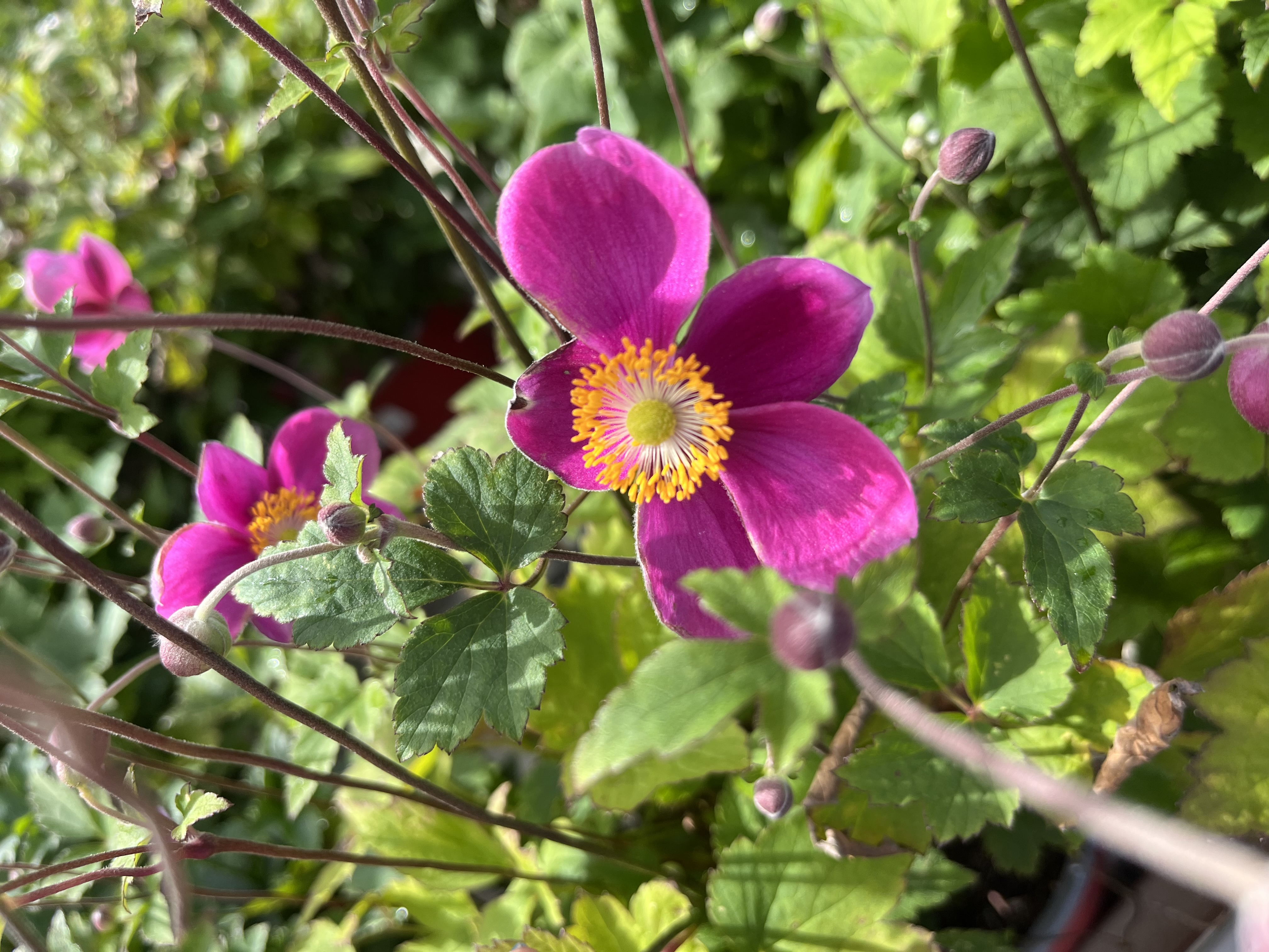Anemone ‘praecox’