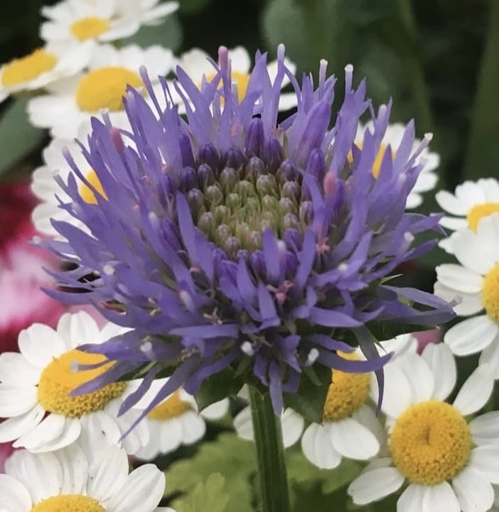 Jasione laevis ‘Blue Light’