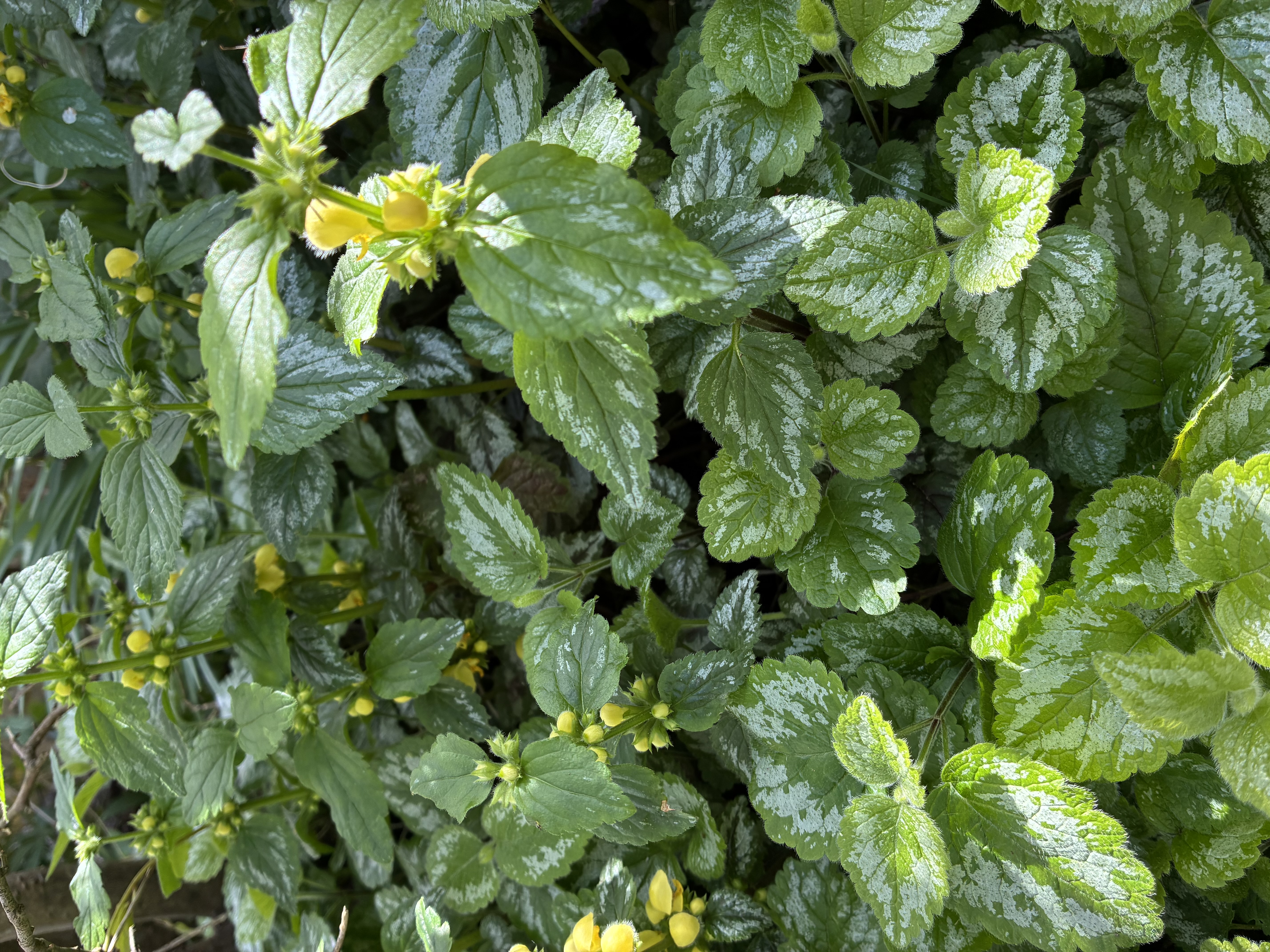 Lamium galeobdolon ‘Variegatum’ 