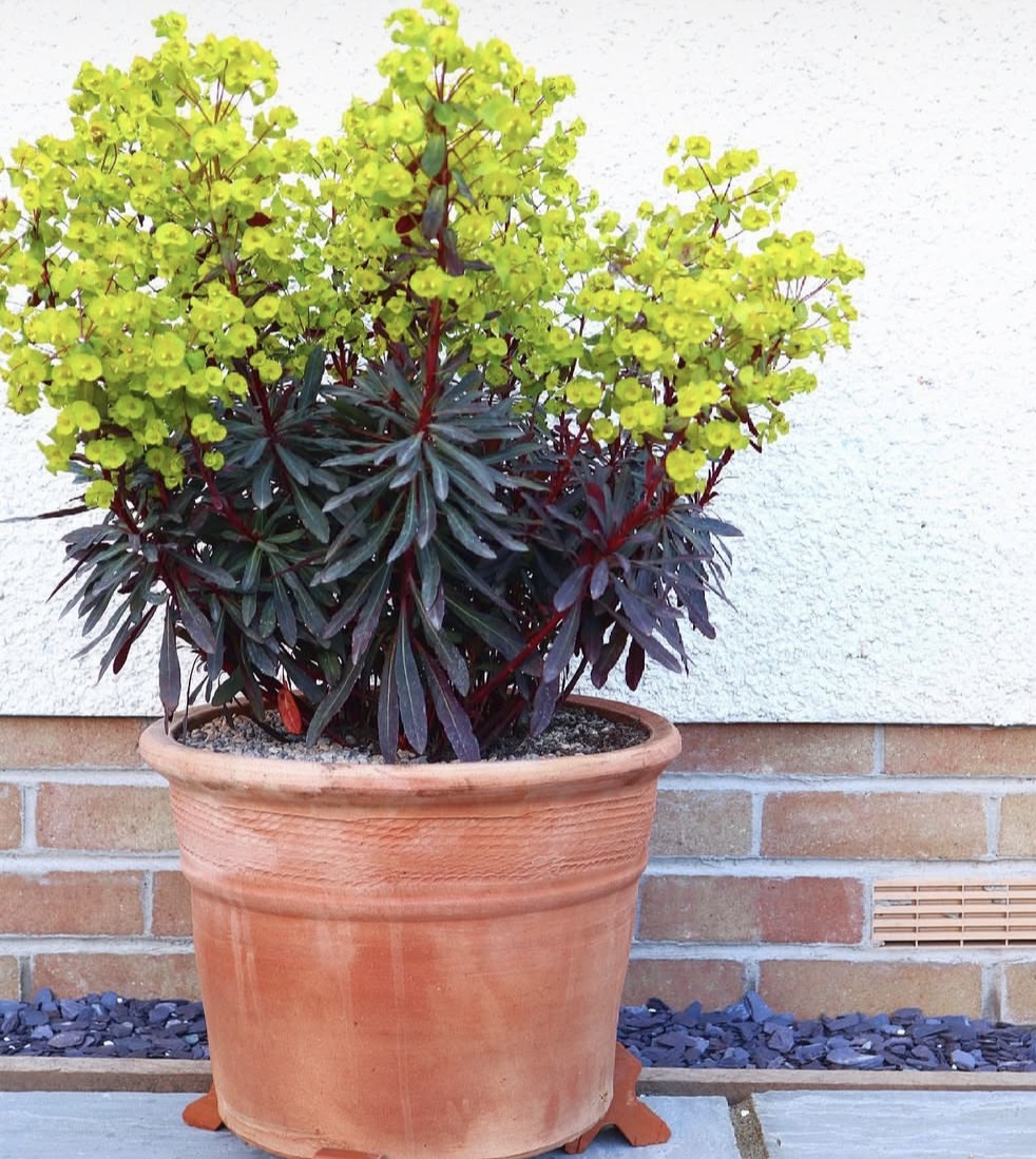 Euphorbia amygdaloides var. purpurea