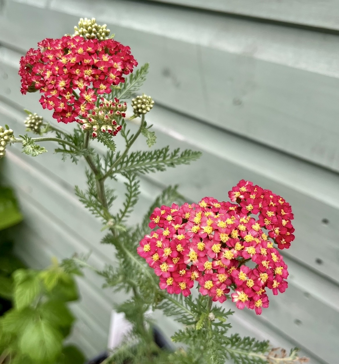 Achillea millefolium ‘Paprika’