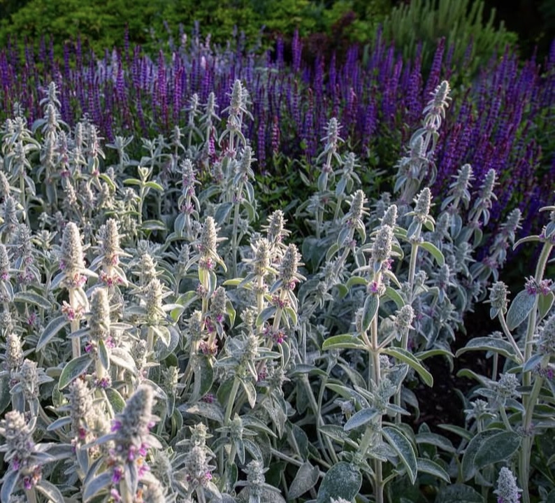 Stachys byzantina