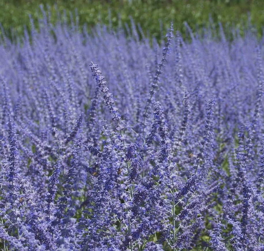 Perovskia ‘Blue Spire’ 