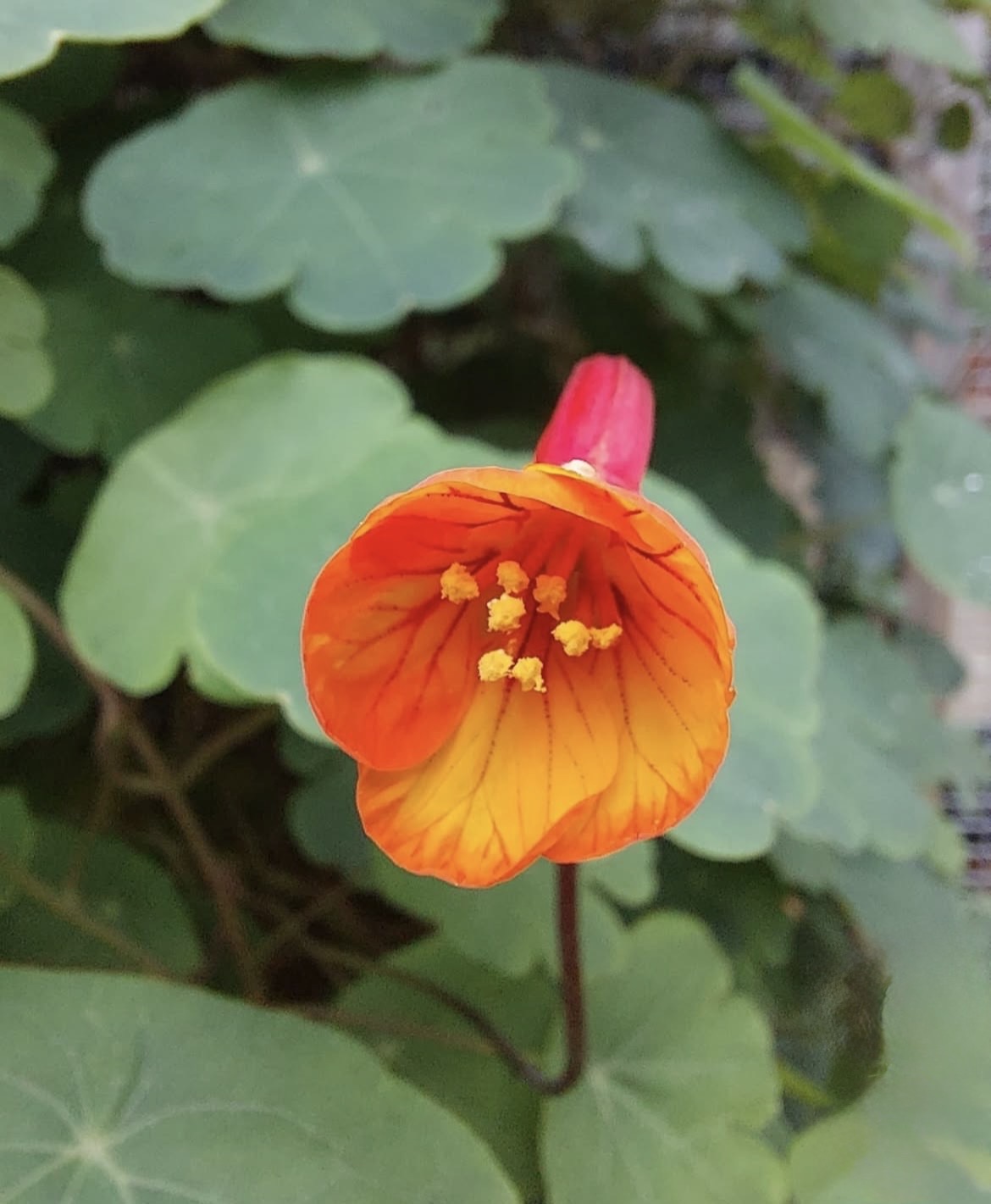 Mashua (Tropaeolum tuberosum) (Propagating)
