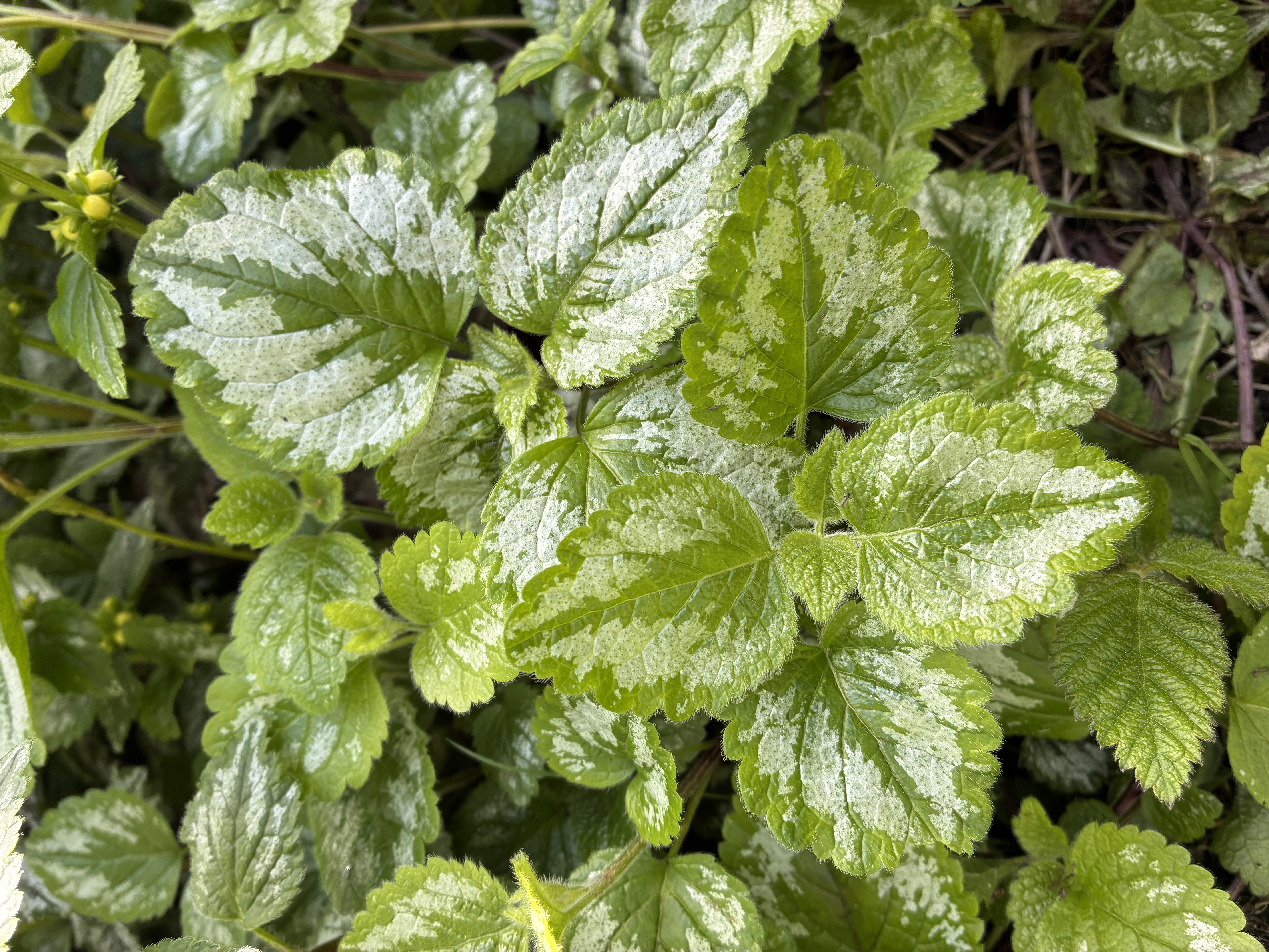 Lamium galeobdolon ‘Variegatum’ 