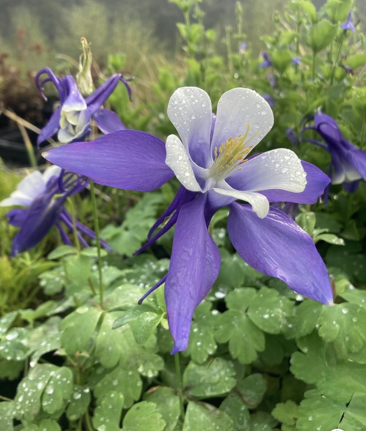 Aquilegia ‘Blue Star’ (Propagating)