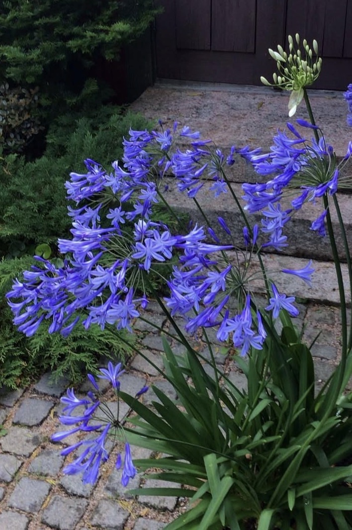 Agapanthus 'Peter Pan'