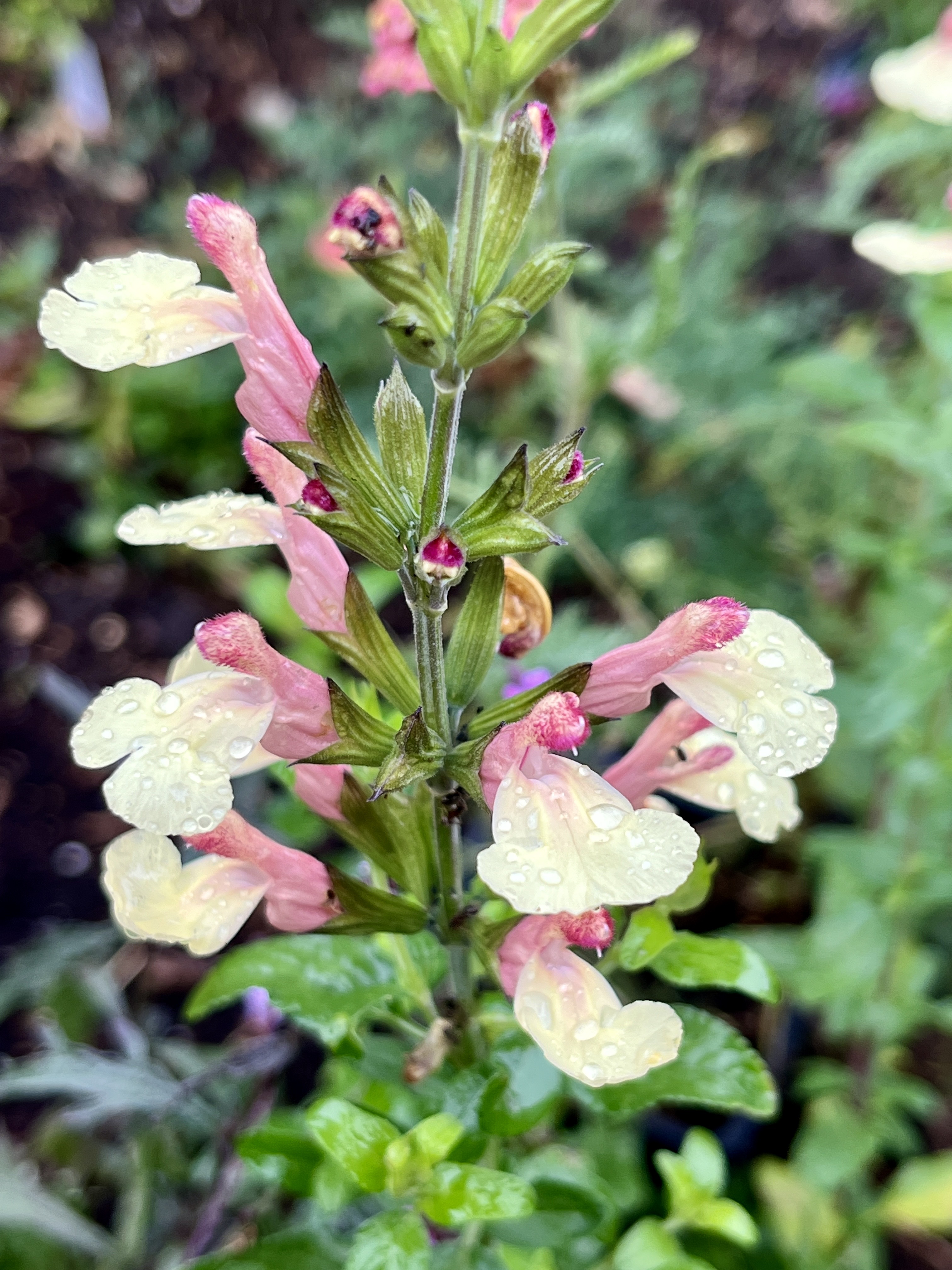 Salvia ‘La Mancha’