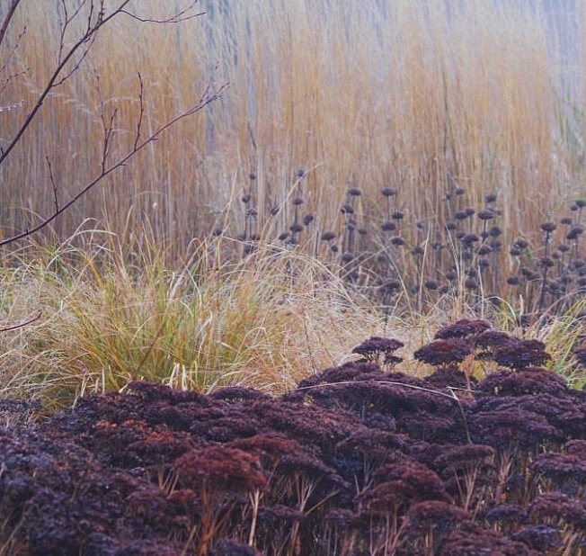 Calamagrostis × acutiflora ‘Karl Foerster’ (Propagating)