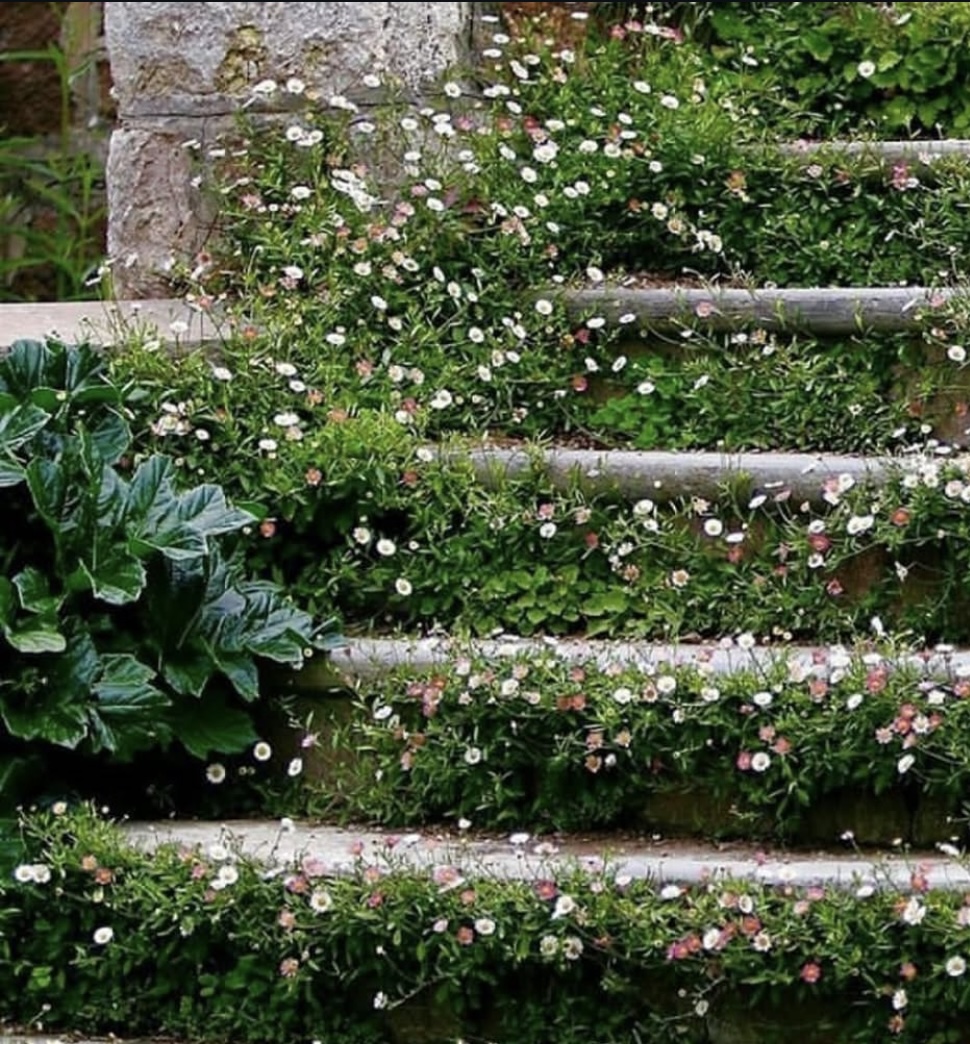 Erigeron karvinskianus 