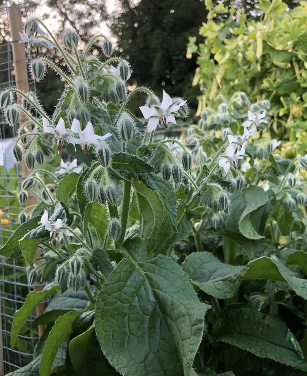 Borage ‘Alba’ (White Borage)