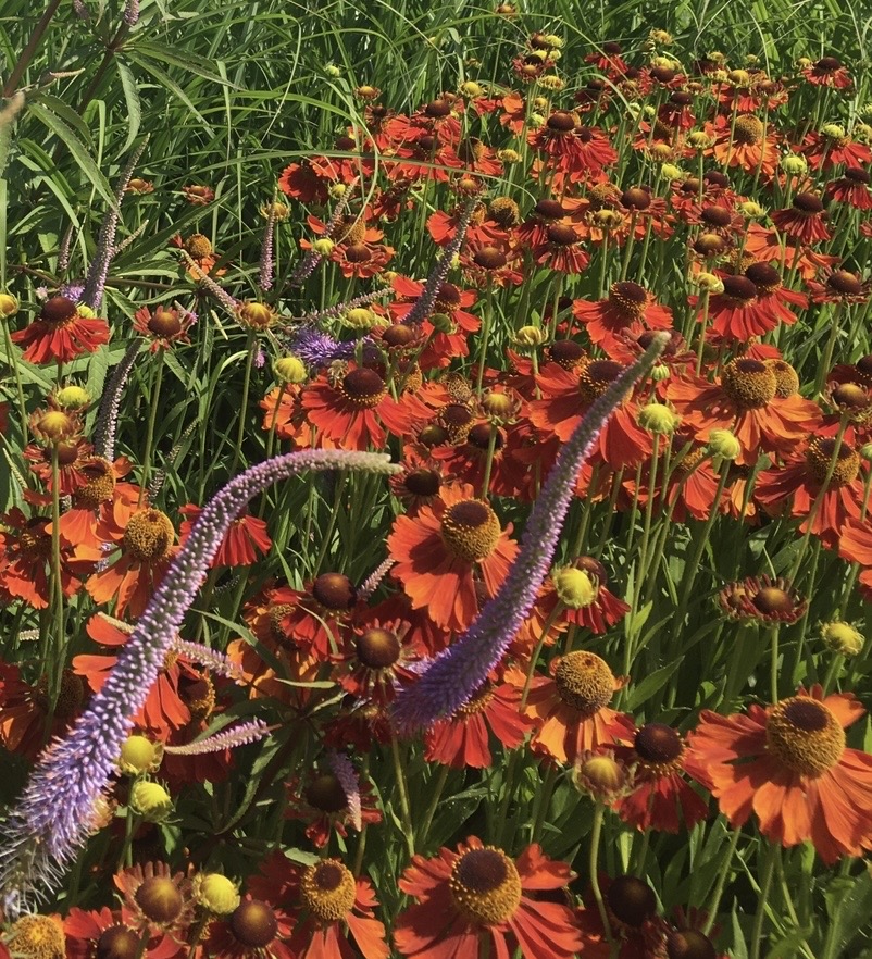 Helenium ‘Moerheim Beauty’