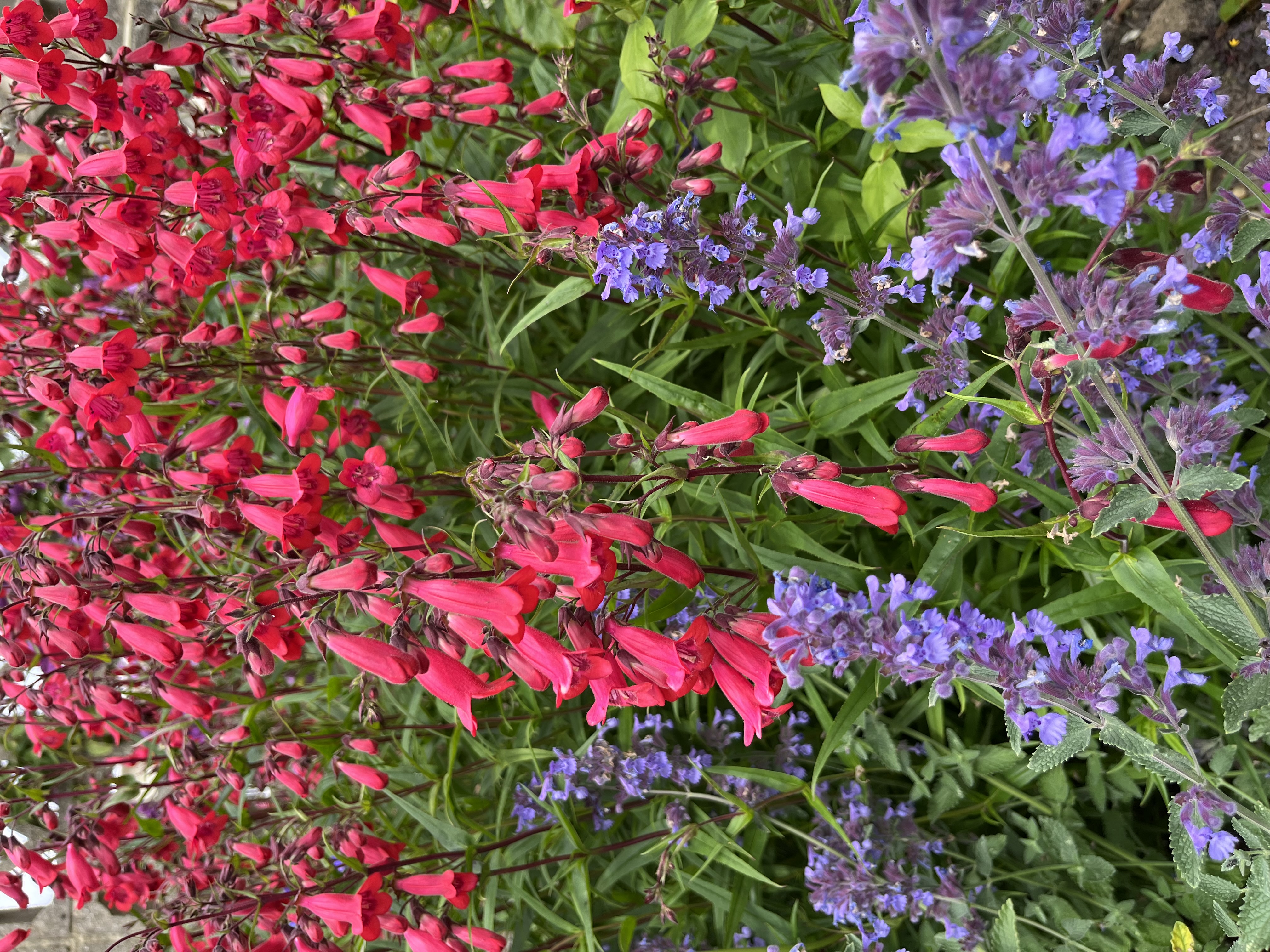 Penstemon ‘Garnet’ 