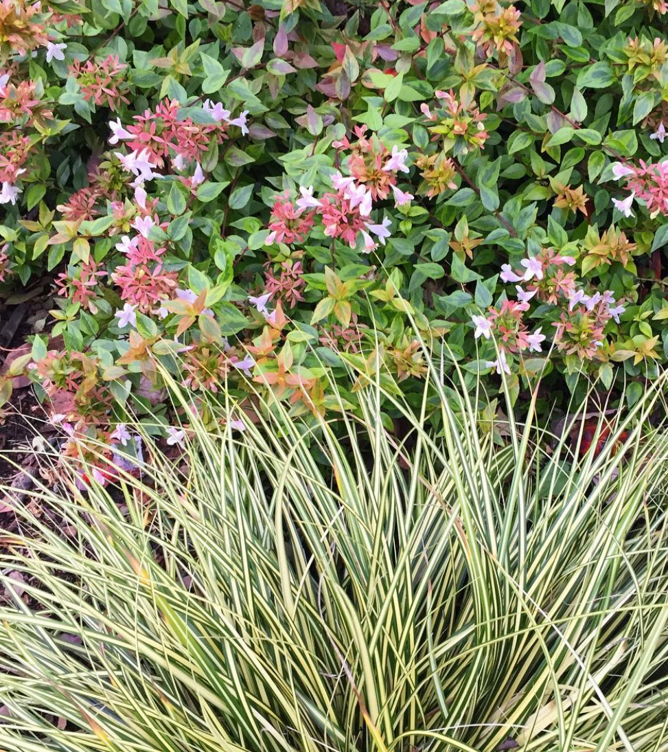 Carex oshimensis ‘Evergold’
