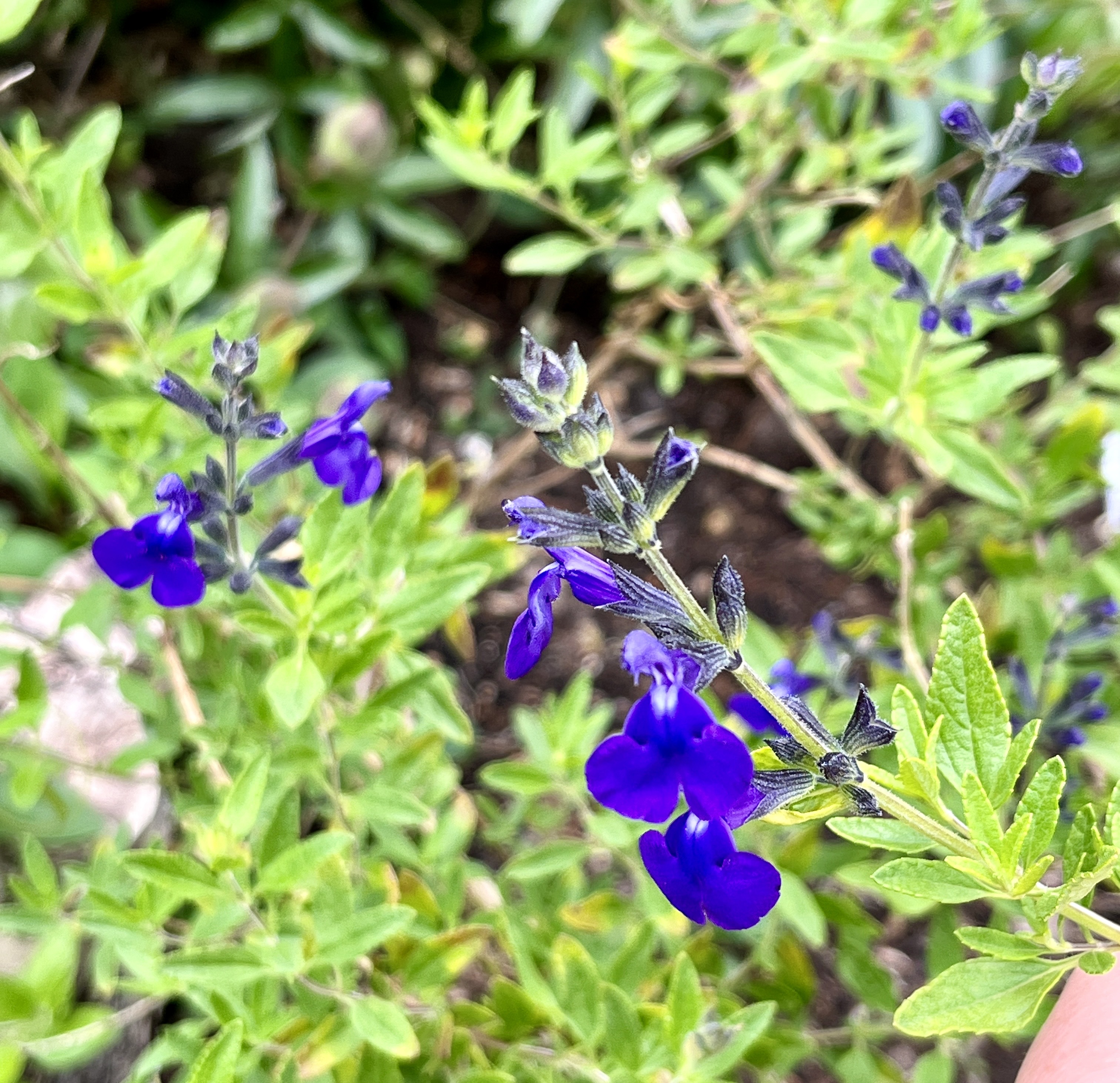 Salvia microphylla ‘Blue Monrovia’