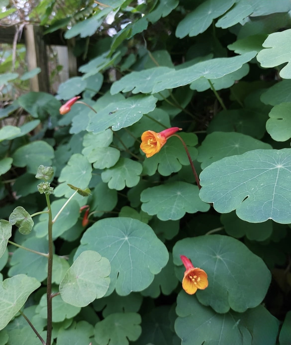 Mashua (Tropaeolum tuberosum) (Propagating)