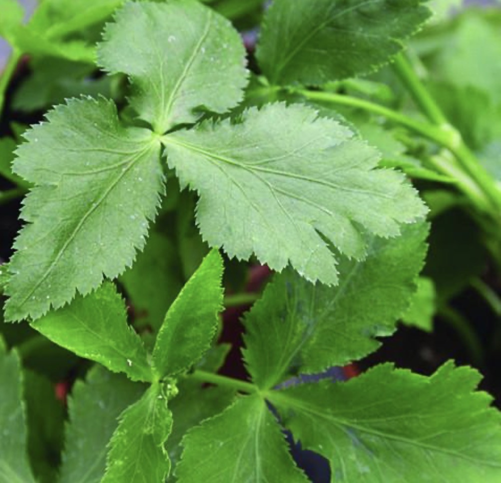 Perennial Japanese Parsley (Cryptotaenia japonica)