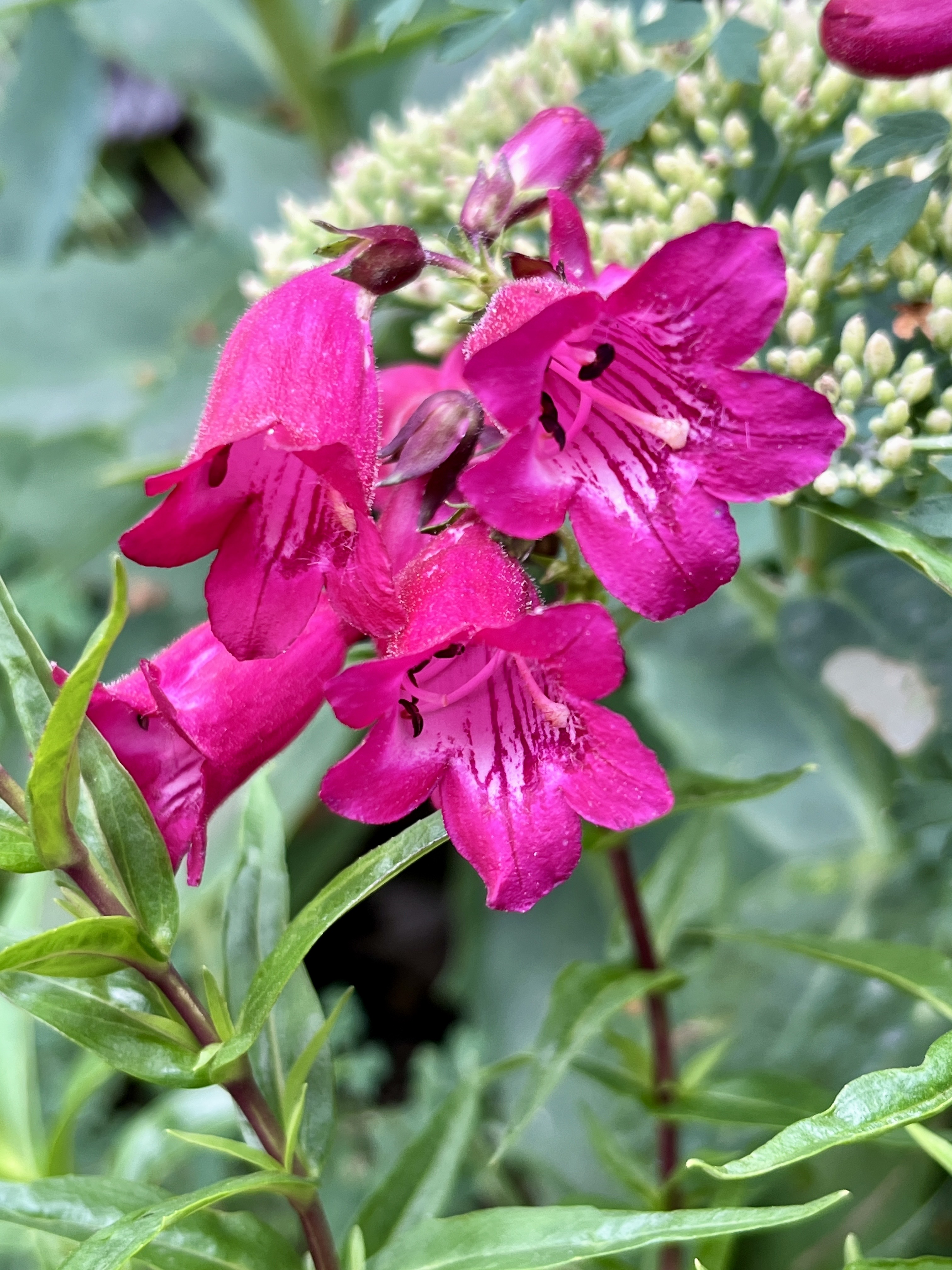 Penstemon ‘Blackbird’