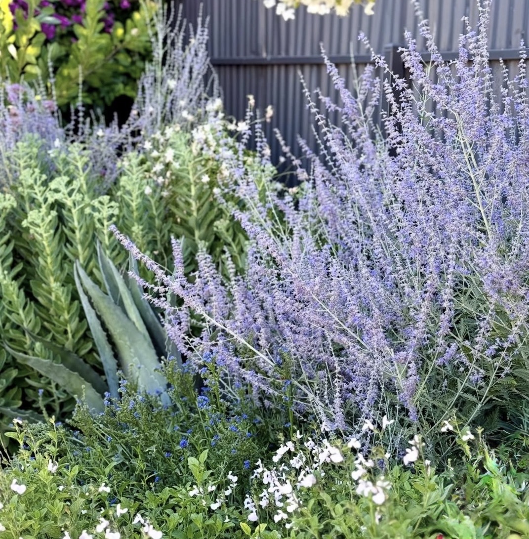 Perovskia ‘Blue Spire’ 