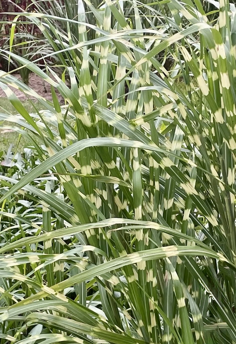 Miscanthus sinensis ‘Zebrinus’