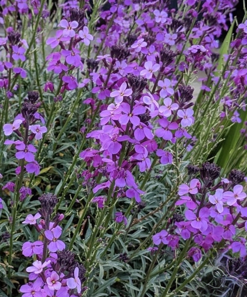 Erysimum ‘Bowles’s Mauve’