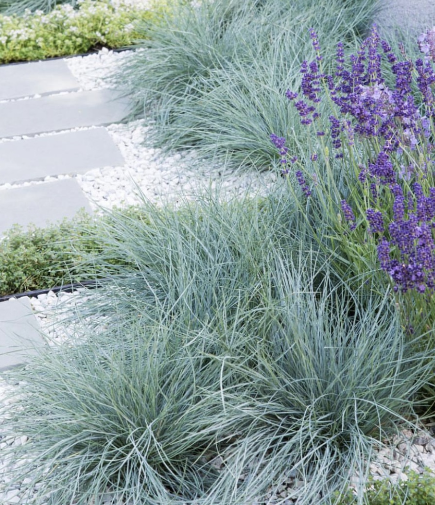 Festuca glauca ‘Elijah Blue’