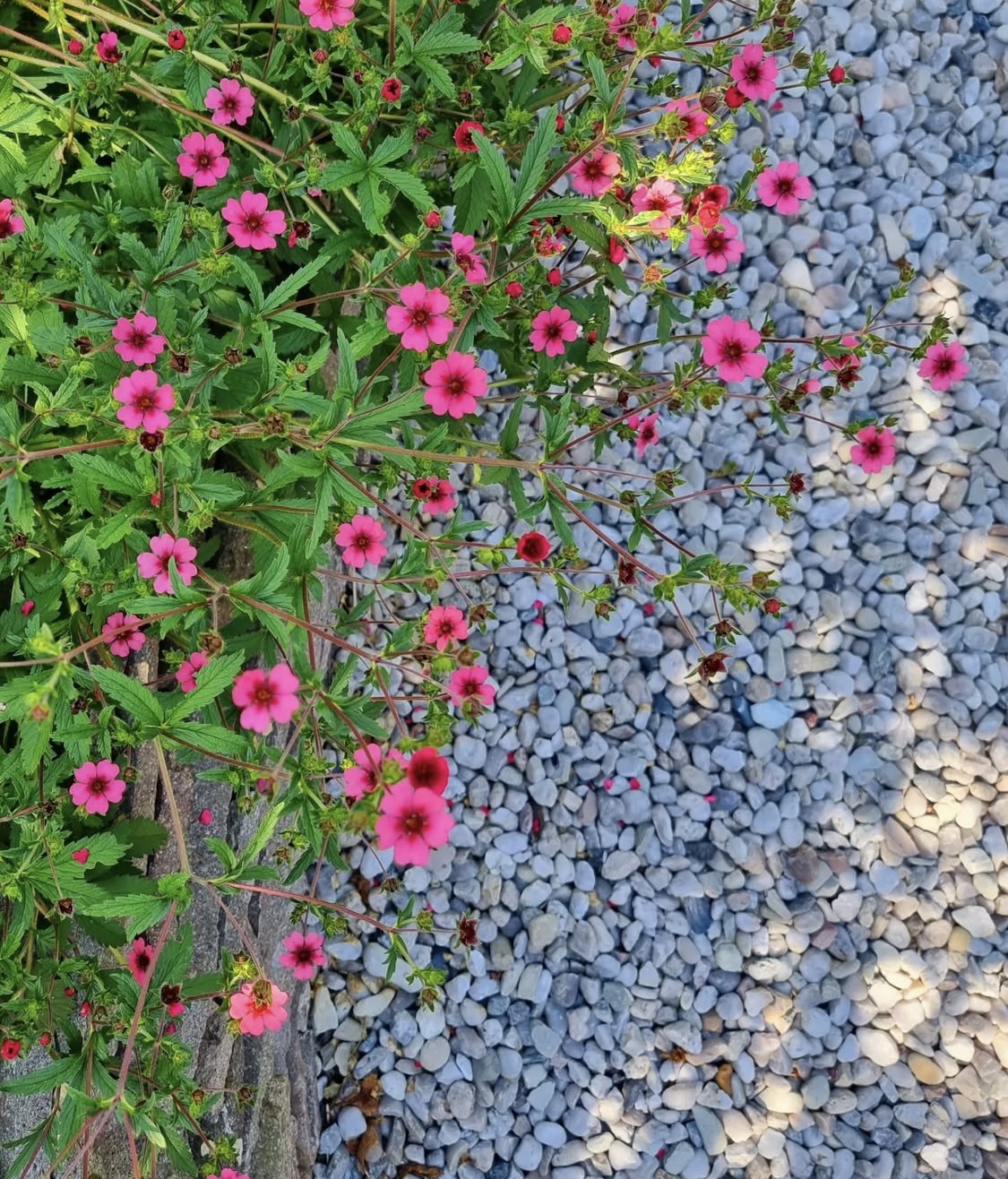 Potentilla ‘Miss Willmott’ 