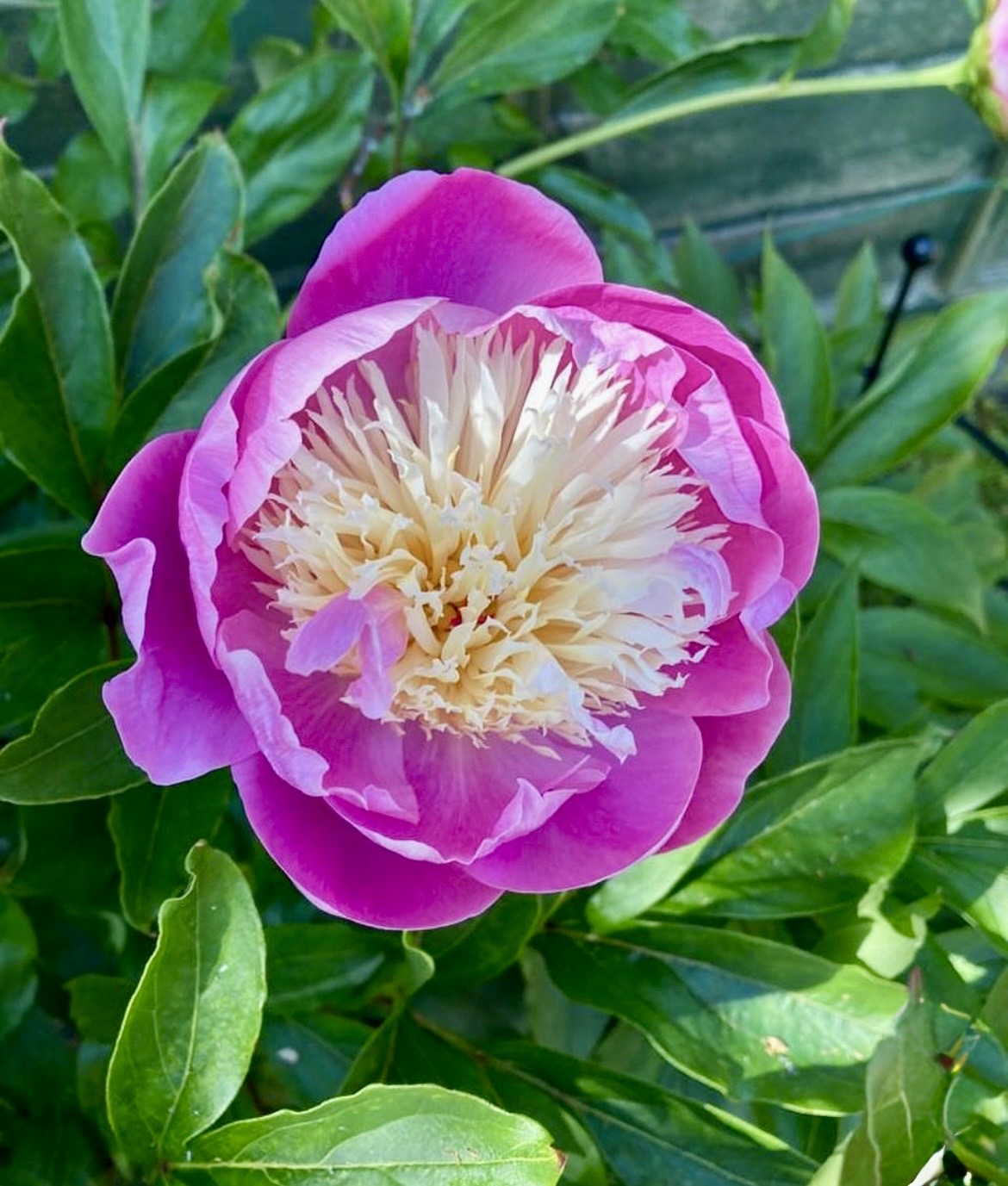 Peony ‘Bowl of Beauty’
