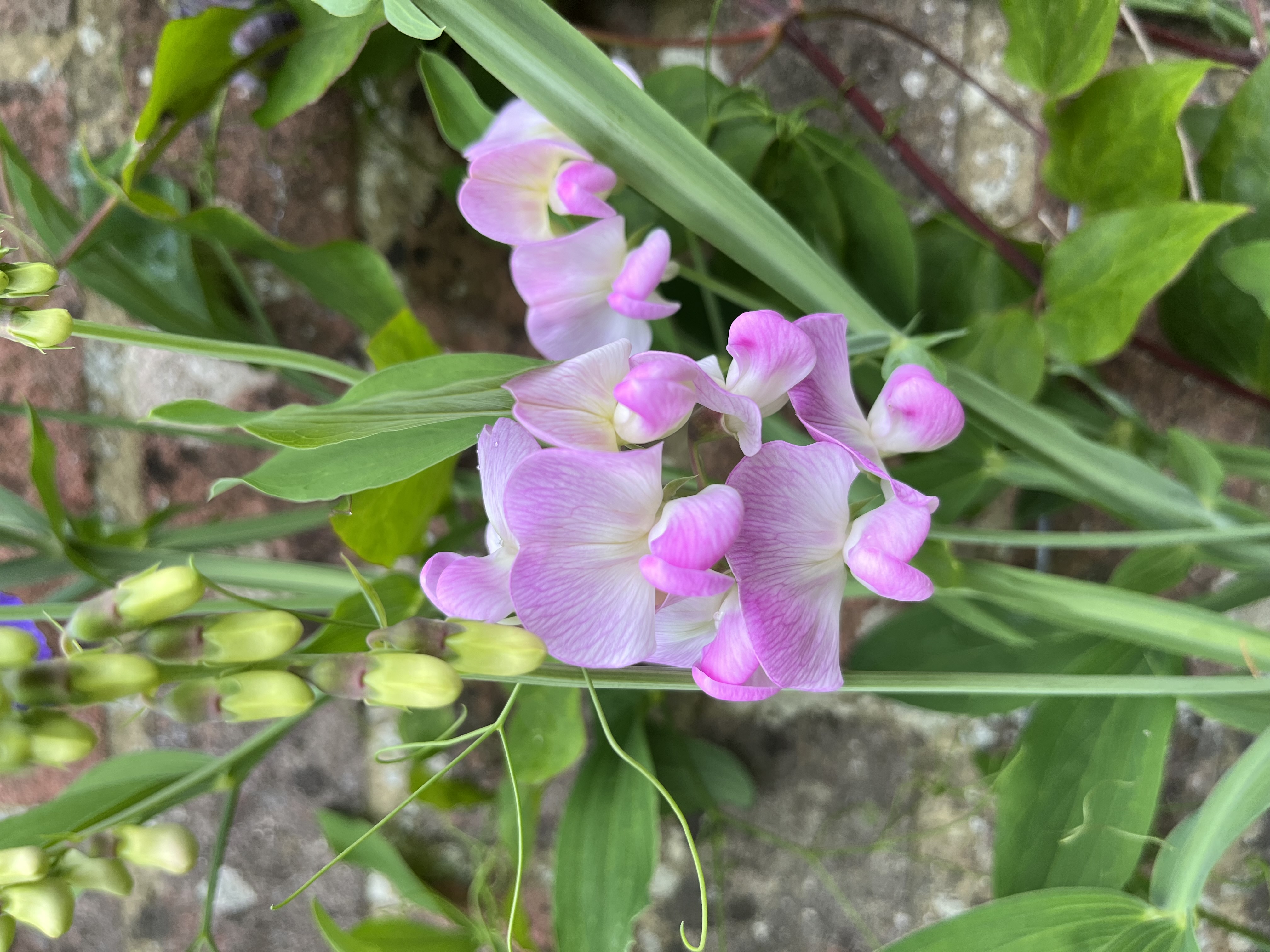 Perennial Lathyrus latifolius ‘Pink Pearl’ (Everlasting Sweet Pea)