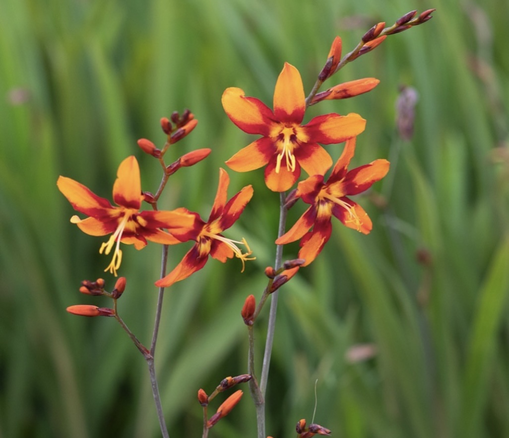 Crocosmia ‘Emily McKenzie’