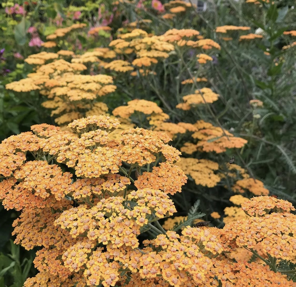Achillea 'terracotta'