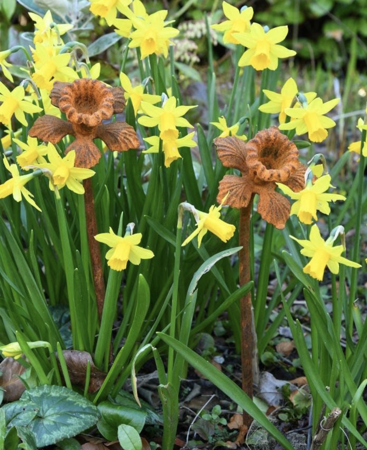 Rusty Metal Daffodil Garden Sculpture