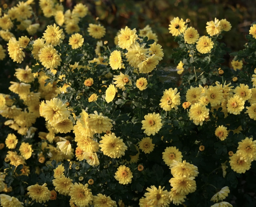 Chrysanthemum ‘Nantyberry Sunshine’