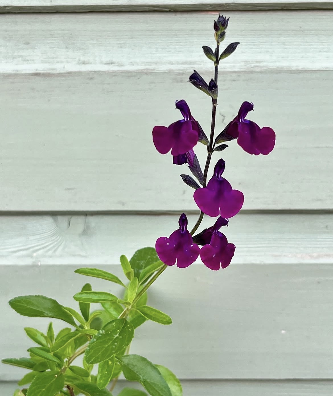 Salvia x Jamensis ‘Nachtvlinder’