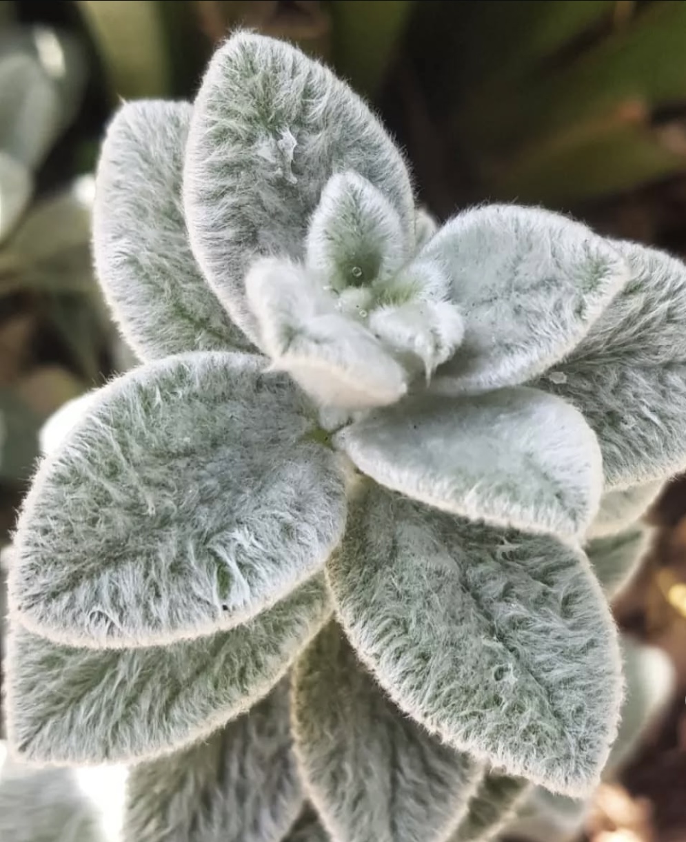 Stachys byzantina