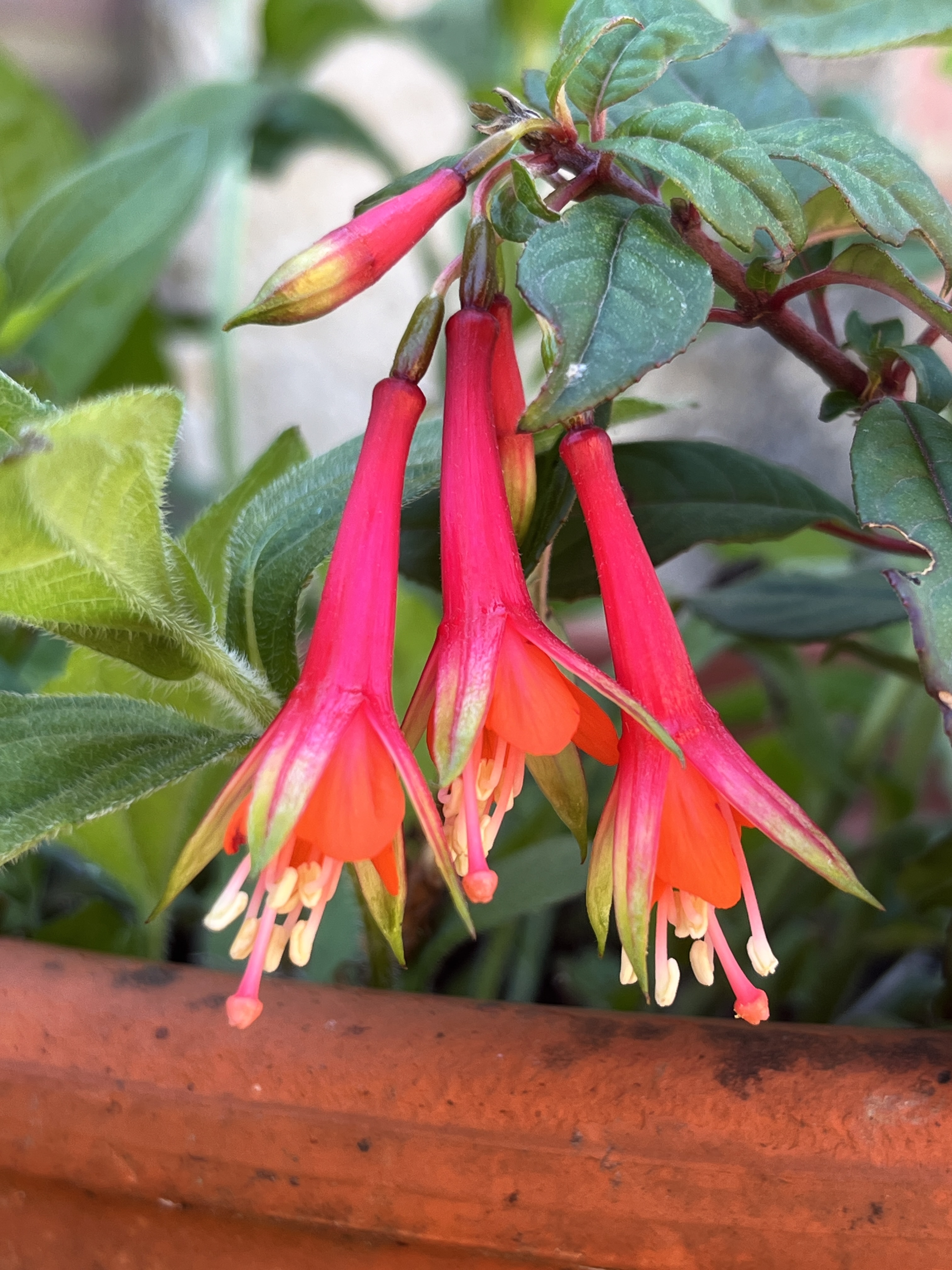 Fuchsia fulgens
