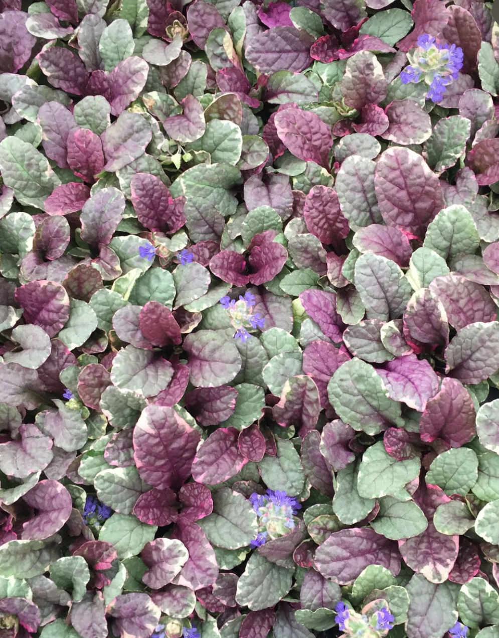 Ajuga reptans ‘Burgundy Glow’