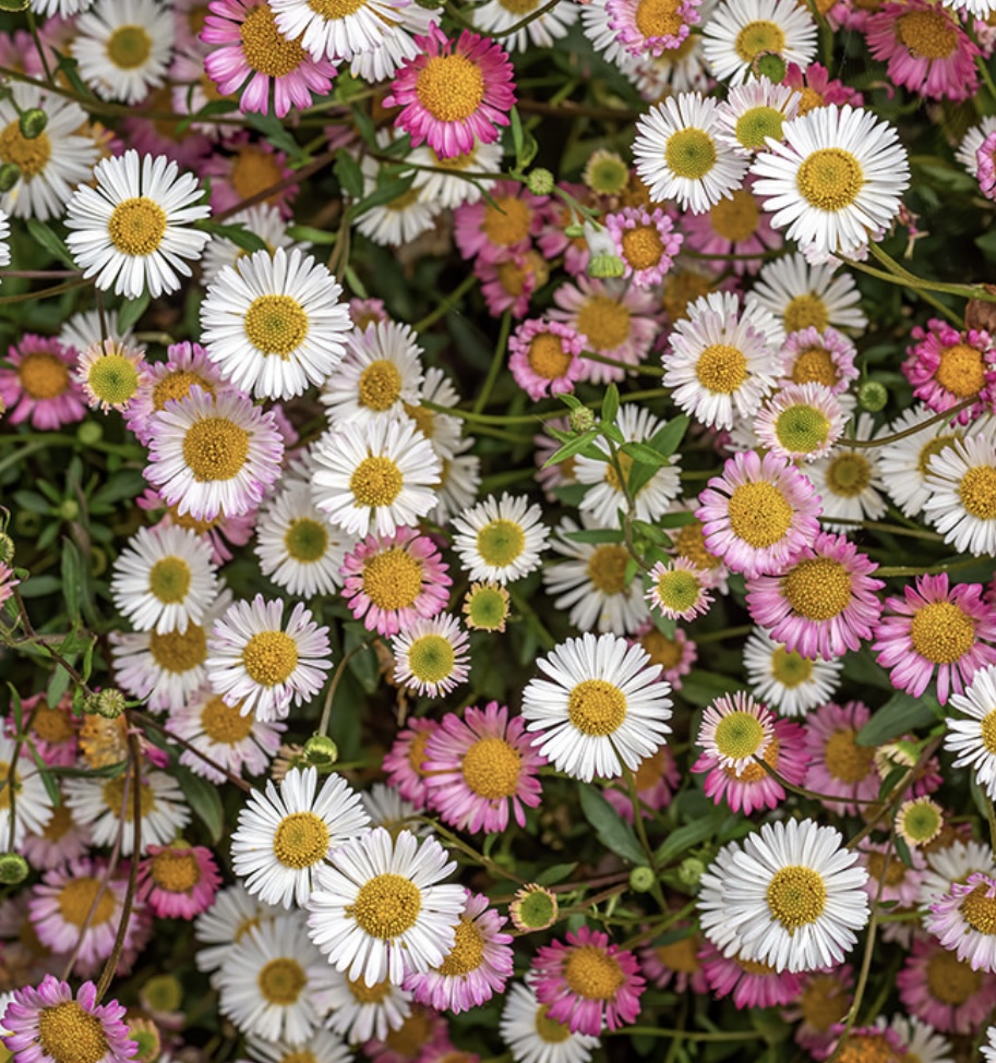 Erigeron karvinskianus