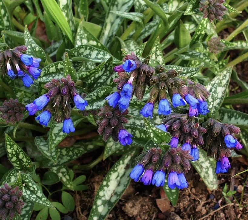 Pulmonaria ‘Bertram Anderson’