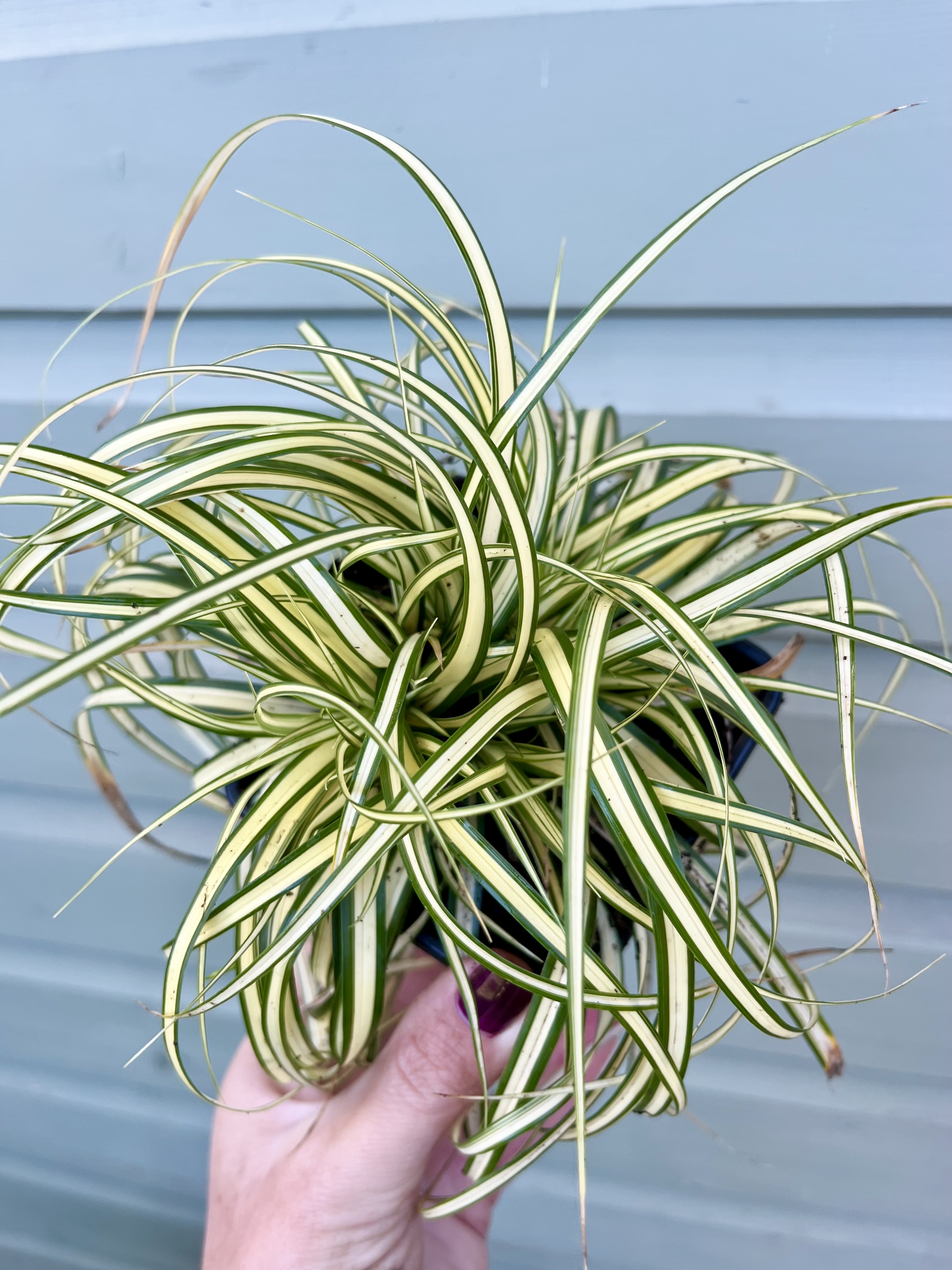 Carex oshimensis ‘Evergold’