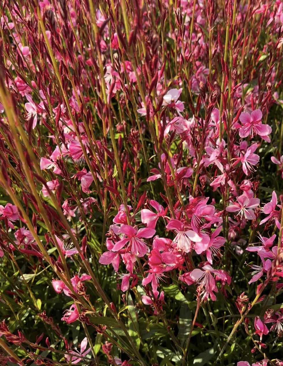 Gaura lindheimeri ‘Siskiyou Pink’ 