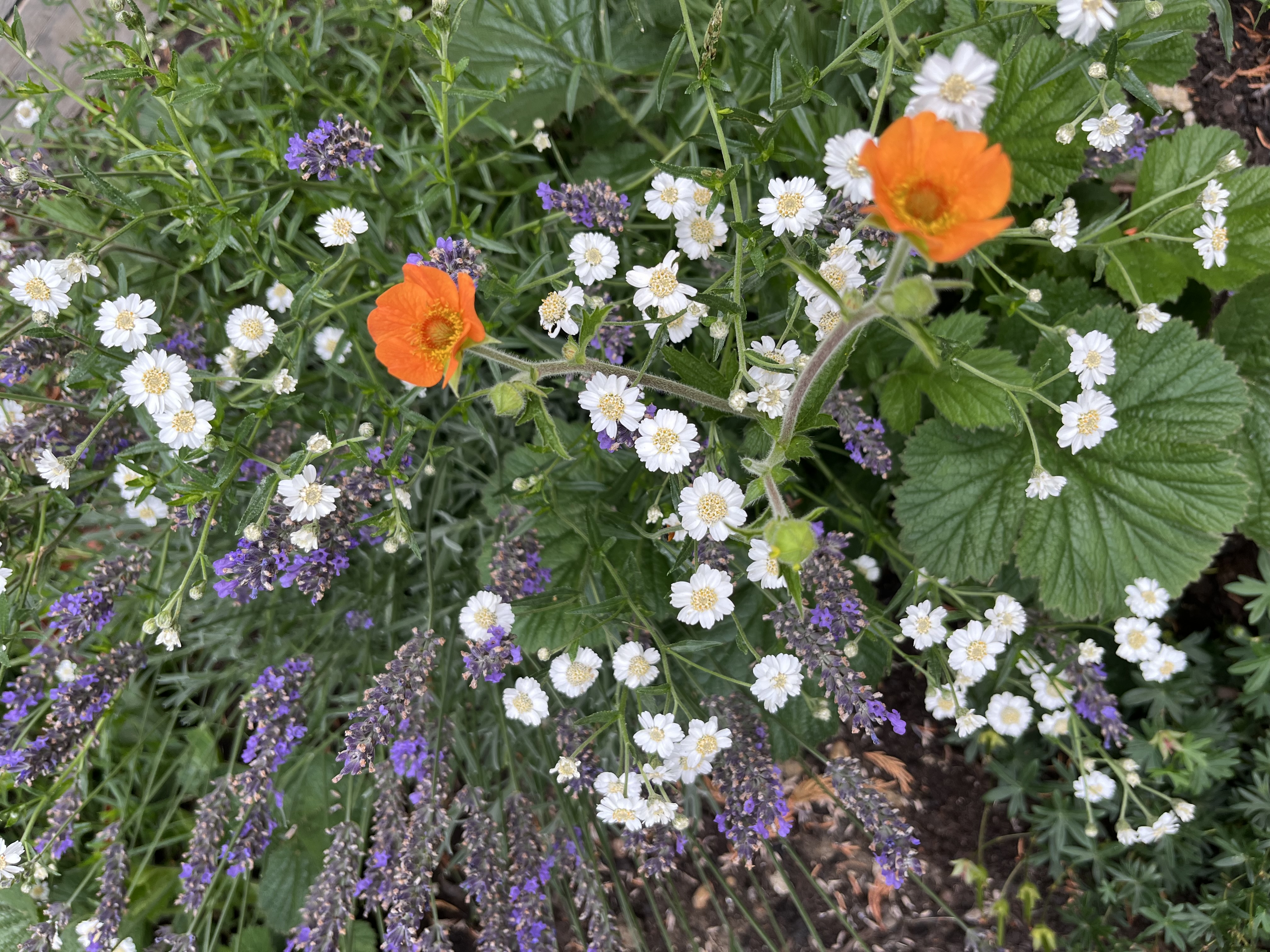 Achillea ptarmica ‘The Pearl’