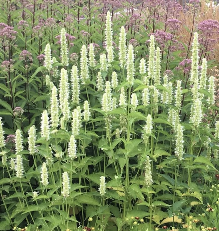 Agastache ‘Liquorice White’