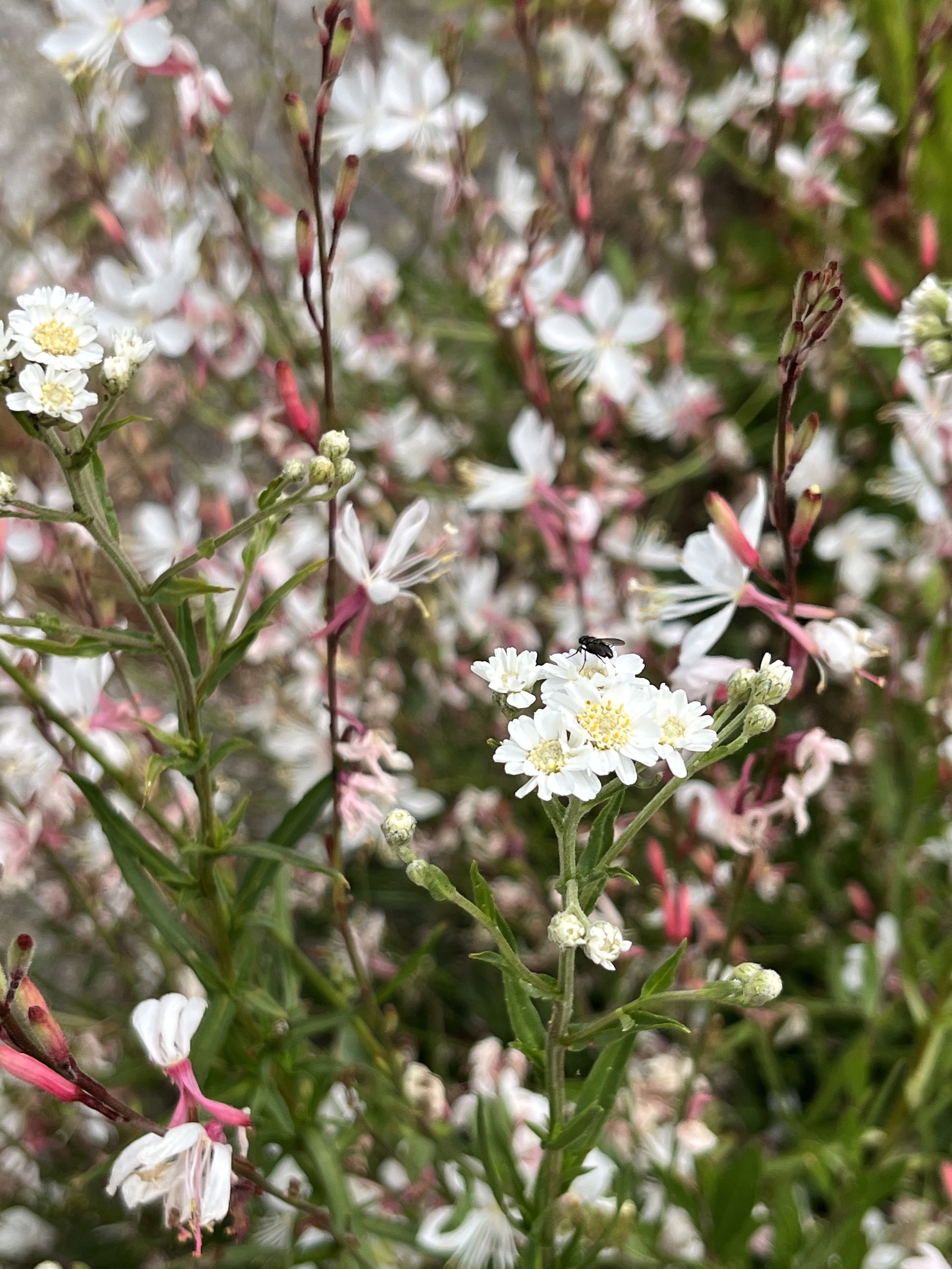 Gaura lindheimeri ‘The Bride’