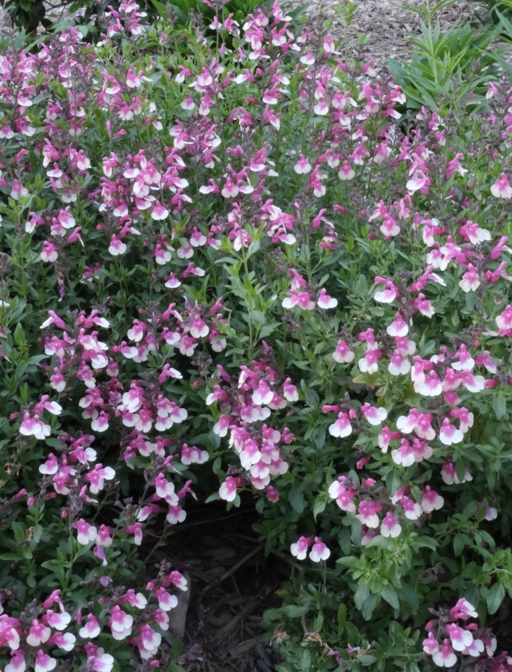 Salvia greggii ‘Joy’ (Propagating)