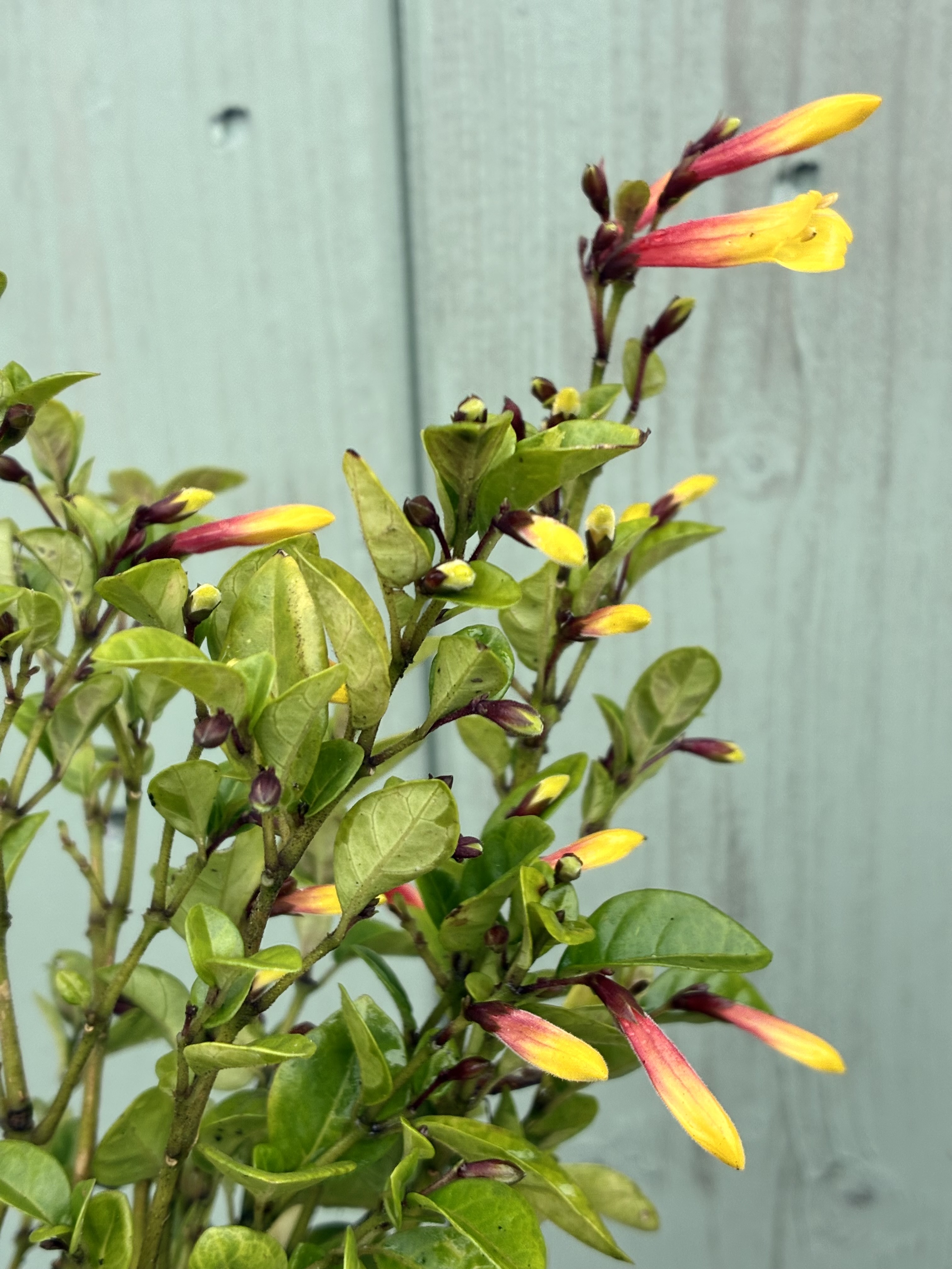 Justicia rizzinii syn. Jacobinia pauciflora (Propagating)