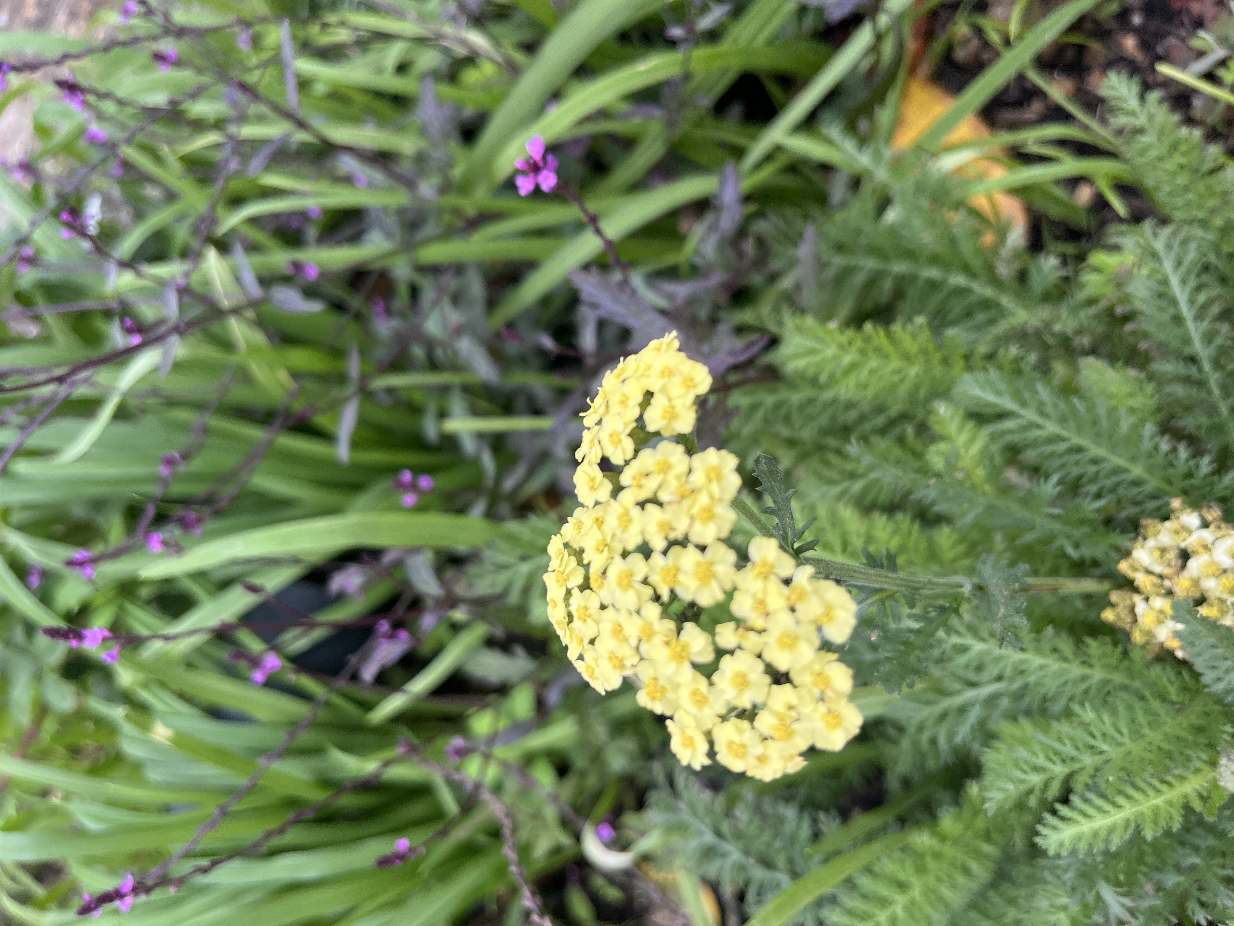 Achillea millefolium 'Summer Fruits Lemon' 