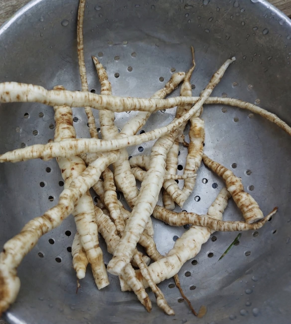 Mashua (Tropaeolum tuberosum) (Propagating)